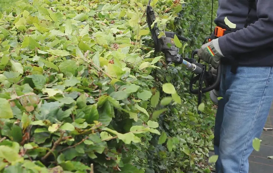 Hecke - Zurückschneiden(thumbnail) Hecke - Zurückschneiden(thumbnail)