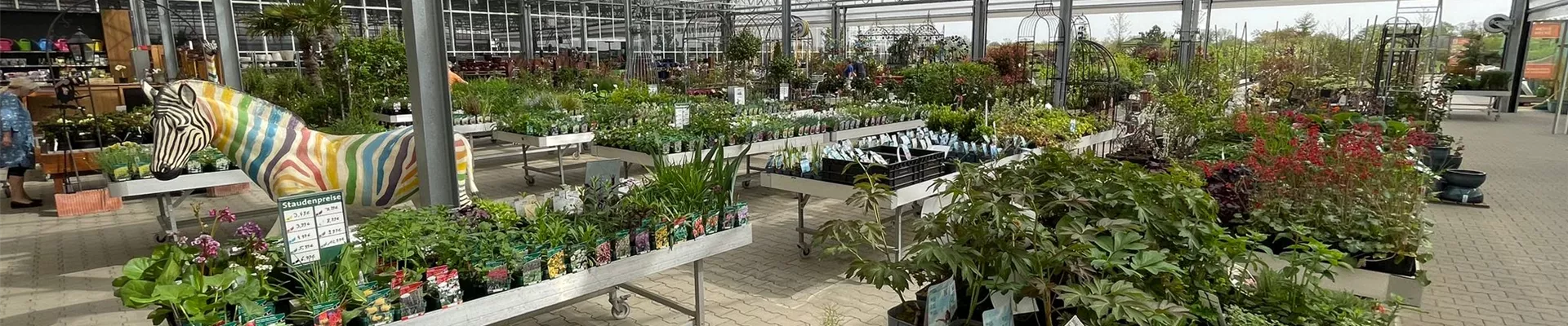 Pflanzen kaufen bei Voigt Pflanzen  Pflanzen kaufen bei Voigt Pflanzen
