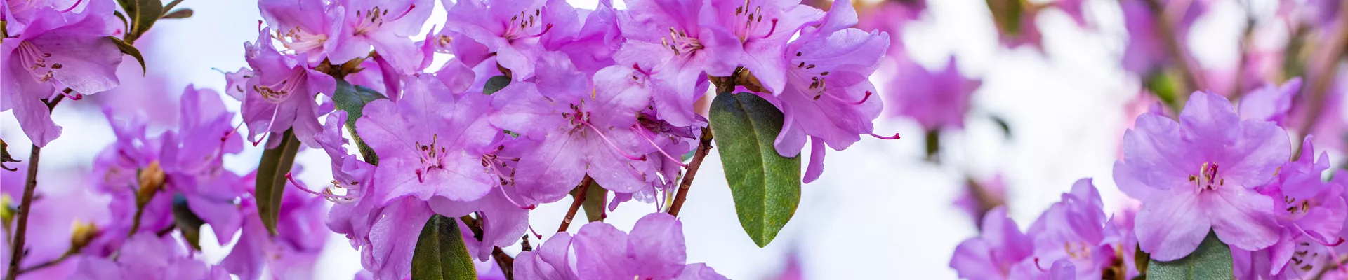 Rhododendron 'Praecox' Rhododendron 'Praecox'