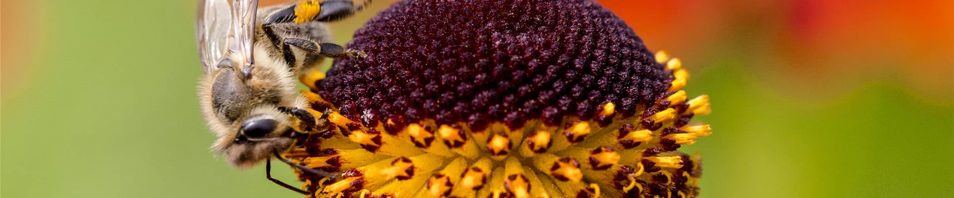 Helenium Helenium