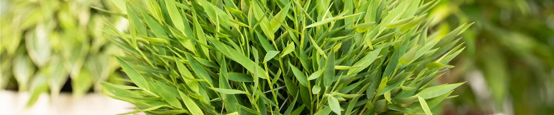 Pogonatherum paniceum 'Monica' Pogonatherum paniceum 'Monica'