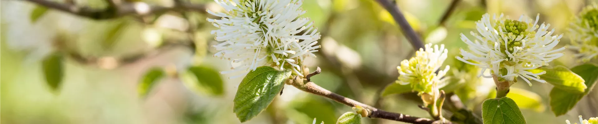 Fothergilla gardenii Fothergilla gardenii