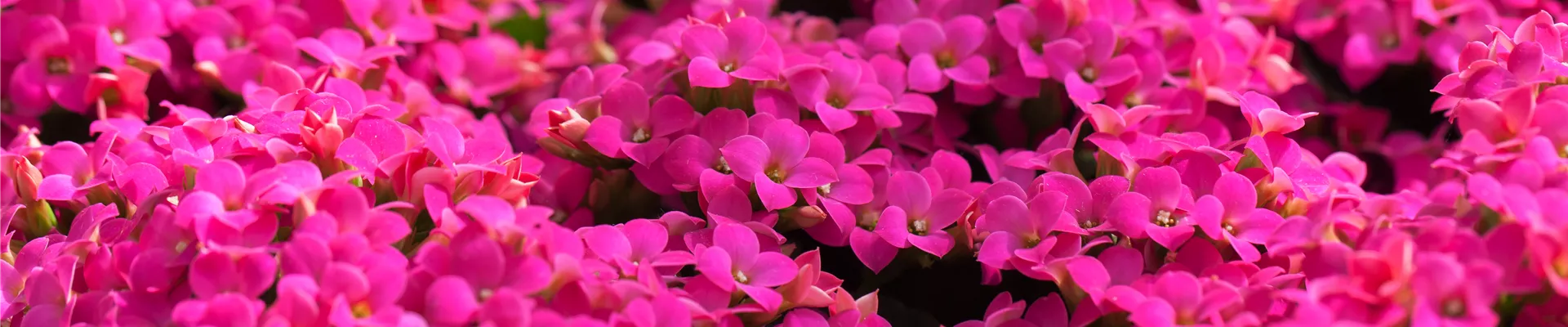 Kalanchoe blossfeldiana 'Poseidon' Kalanchoe blossfeldiana 'Poseidon'