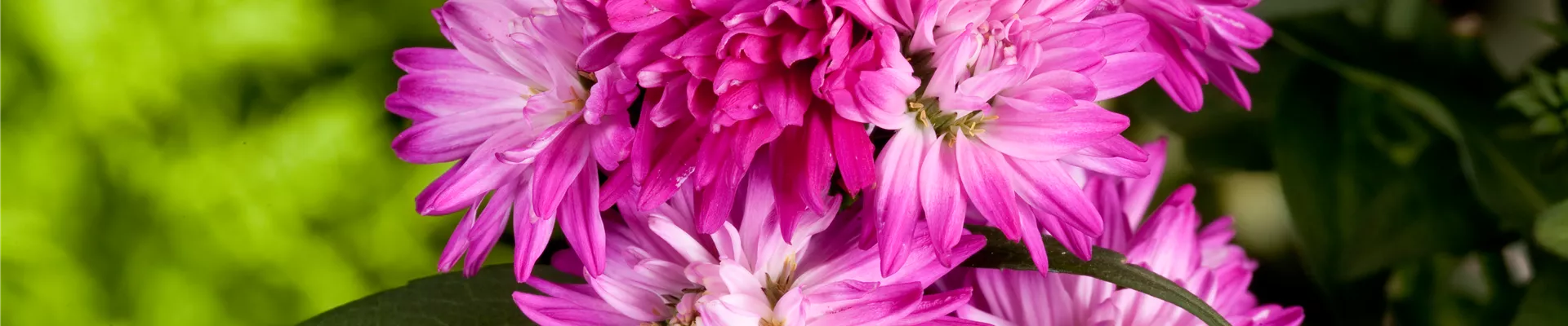 Aster novi-belgii 'Carnival' Aster novi-belgii 'Carnival'