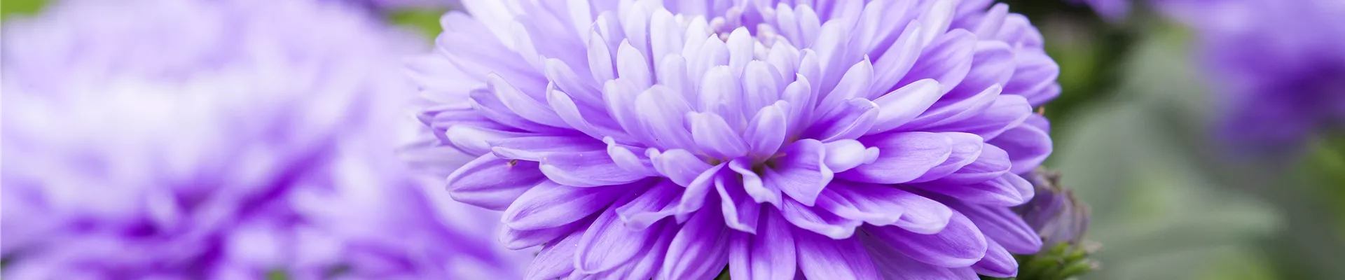 Aster novi-belgii, lila Aster novi-belgii, lila