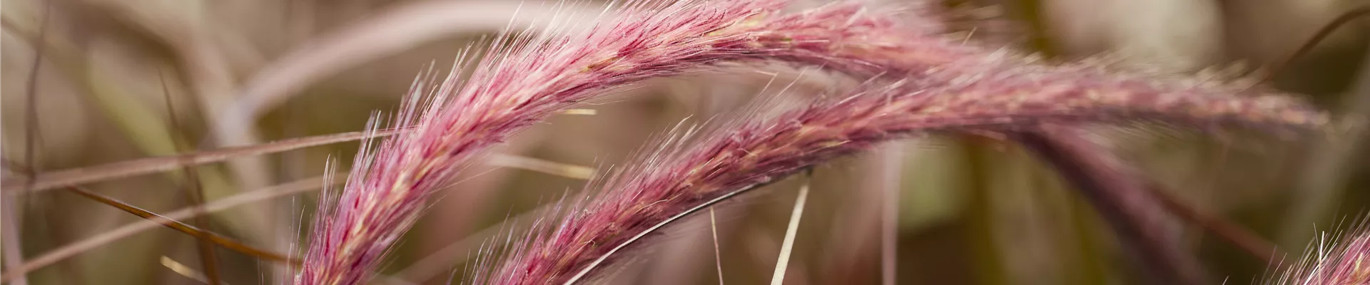 Pennisetum setaceum 'Rubrum' Pennisetum setaceum 'Rubrum'