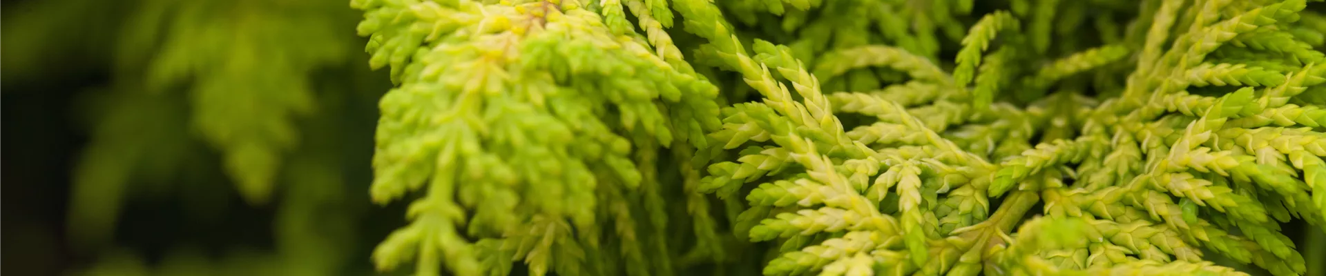 Chamaecyparis obtusa Chamaecyparis obtusa