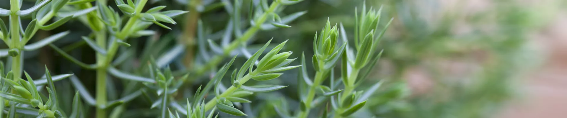 Juniperus communis 'Arnold' Juniperus communis 'Arnold'