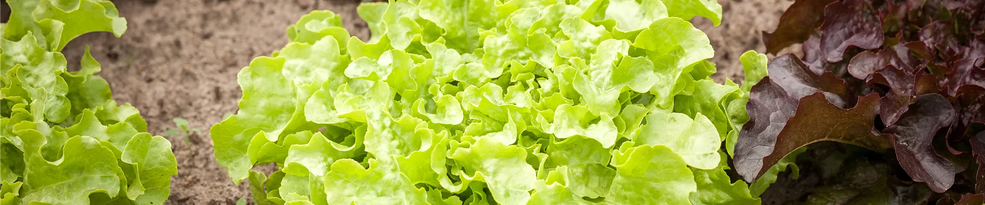 Salat Salat