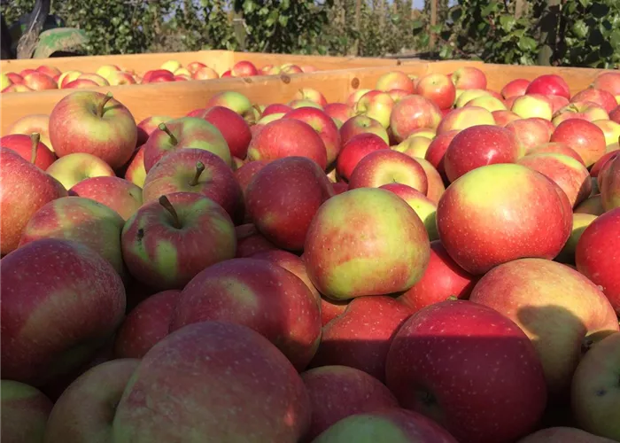 Apfelsaft Apfelsaft