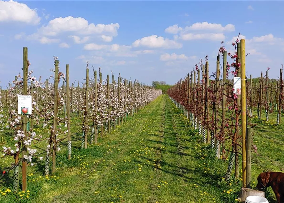 Bio Apfelsorten direkt vom Baum Bio Apfelsorten direkt vom Baum