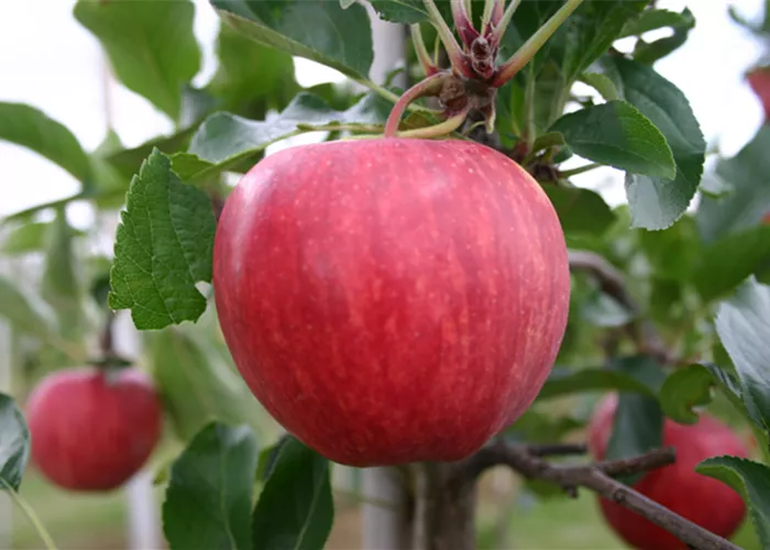 Unsere Äpfel Unsere Äpfel