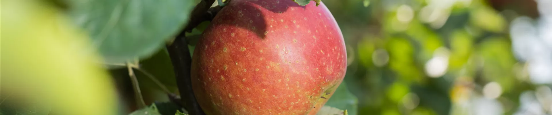 Apfel Apfel