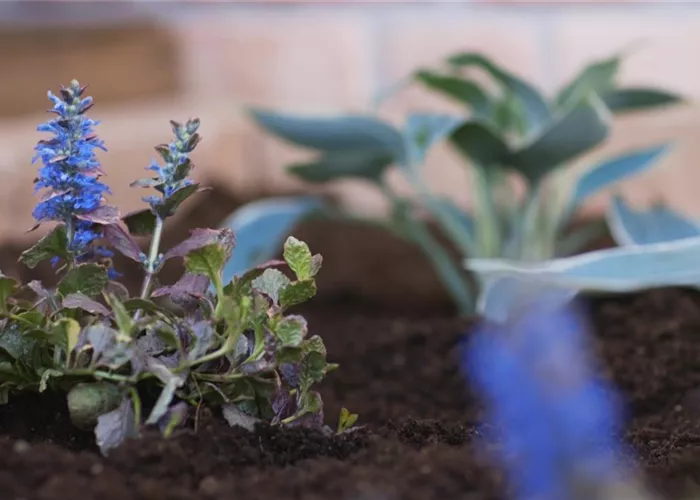 Kriechender Günsel - Einpflanzen im Garten Kriechender Günsel - Einpflanzen im Garten
