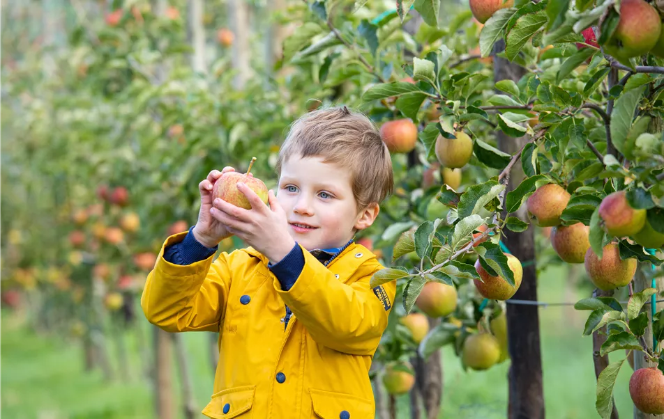 Apfelernte- Kind hält Apfel  Apfelernte- Kind hält Apfel