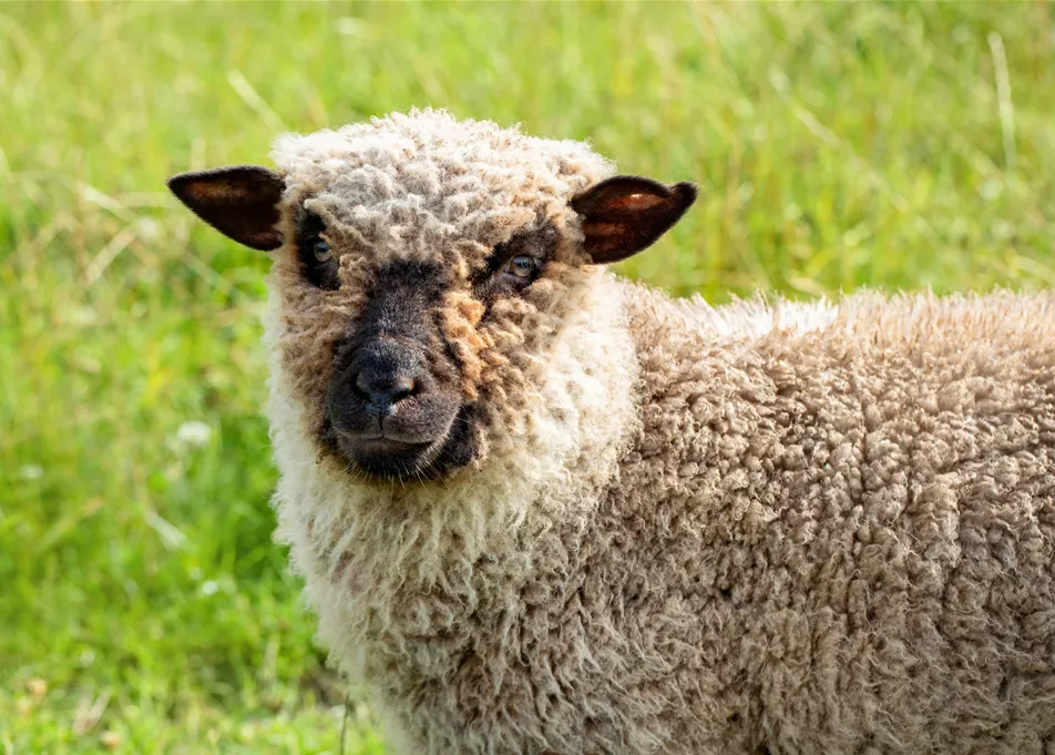 Schaf Schaf