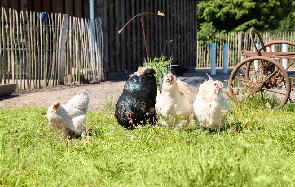 Hühner im Garten Hühner im Garten