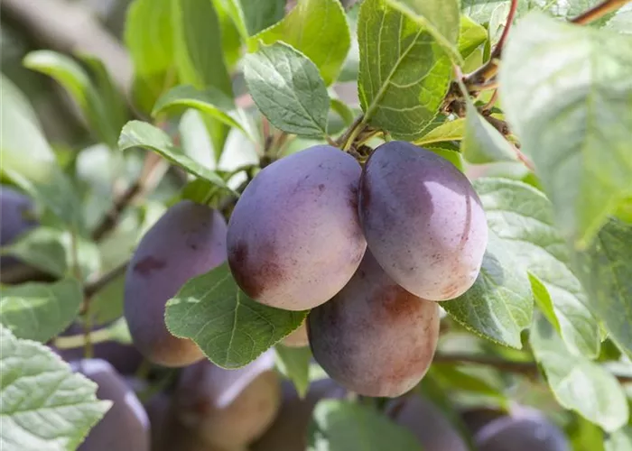 Weitere Obstsorten Weitere Obstsorten