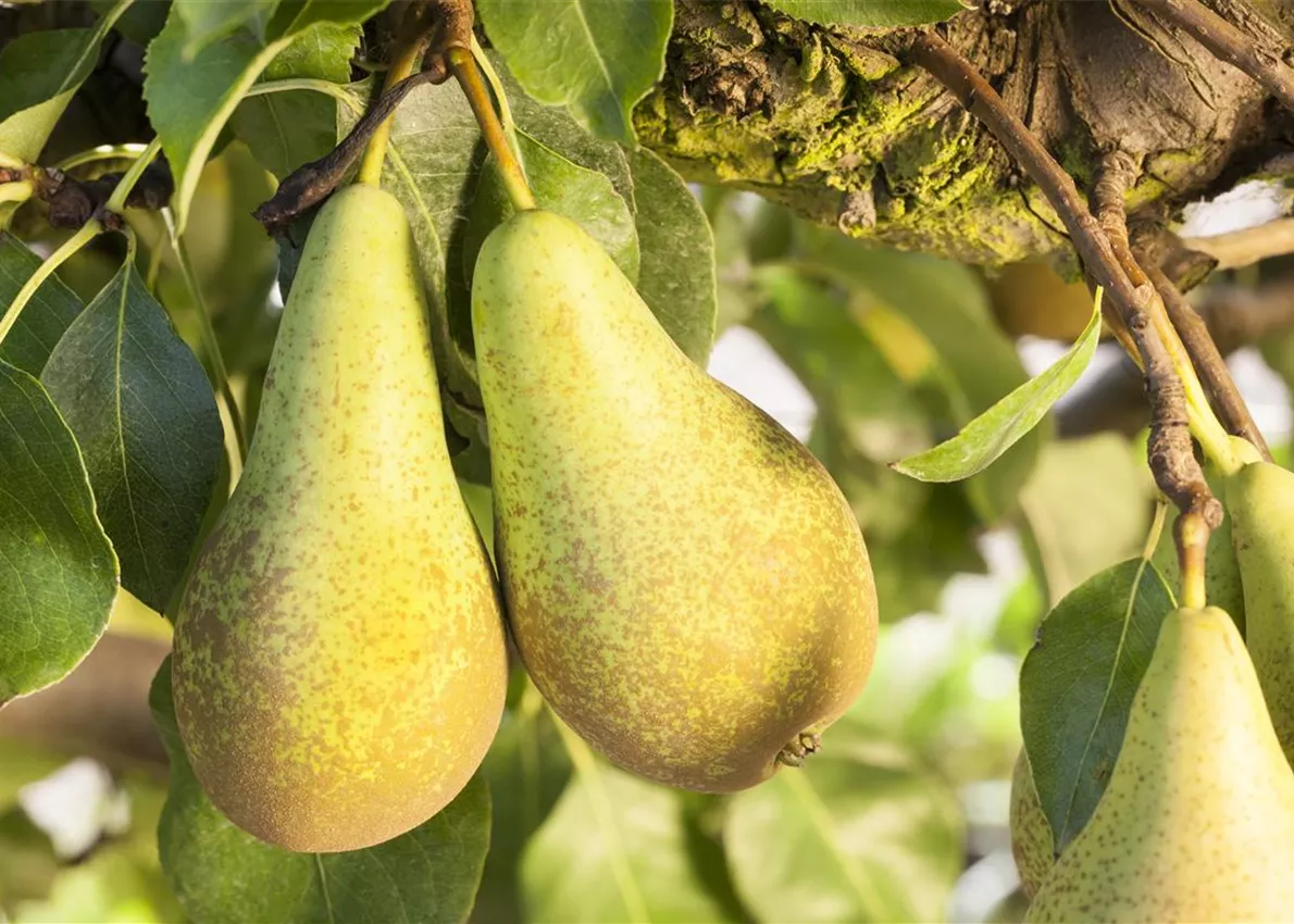 Weitere Obstsorten Weitere Obstsorten