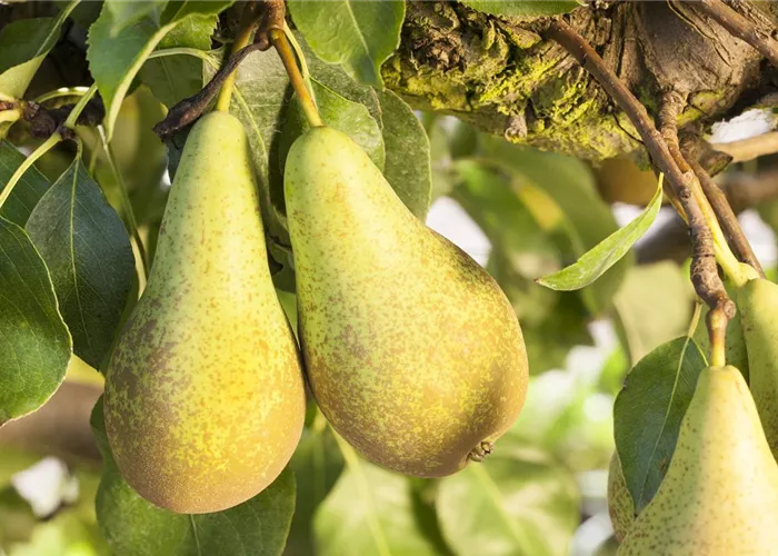 Weitere Obstsorten Weitere Obstsorten