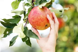 Aktion: Die Selbstpflücke – erntet eure Äpfel selbst!  Aktion: Die Selbstpflücke – erntet eure Äpfel selbst!