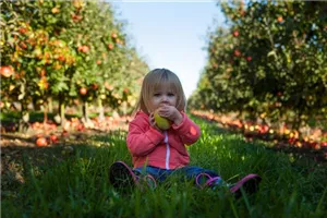 Aktion: Die Selbstpflücke – erntet eure Äpfel selbst! Aktion: Die Selbstpflücke – erntet eure Äpfel selbst!