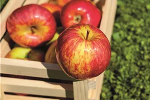 Aktion: Die Selbstpflücke – erntet eure Äpfel selbst! Aktion: Die Selbstpflücke – erntet eure Äpfel selbst!