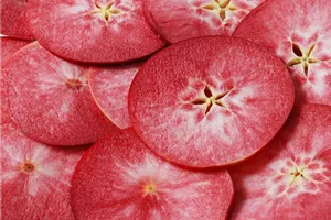 Aktion: Die Selbstpflücke – erntet eure Äpfel selbst! Aktion: Die Selbstpflücke – erntet eure Äpfel selbst!