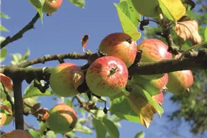 Aktion: Die Selbstpflücke – erntet eure Äpfel selbst! Aktion: Die Selbstpflücke – erntet eure Äpfel selbst!