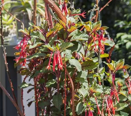 Winterschlaf für Geranien und Fuchsien Winterschlaf für Geranien und Fuchsien