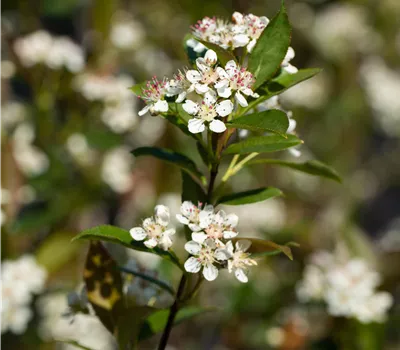 Aronia melanocarpa