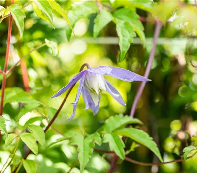 Clematis alpina