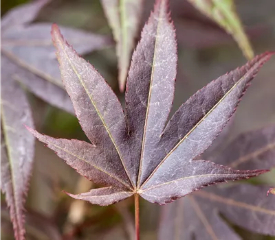 Acer palmatum 'Atropurpureum'