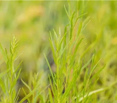 Artemisia dracunculus