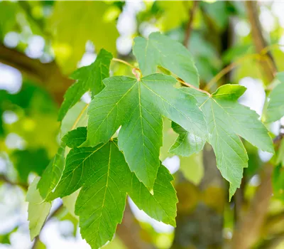 Acer pseudoplatanus