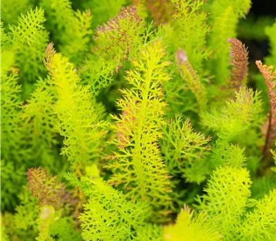 Achillea millefolium