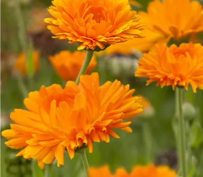 Calendula officinalis