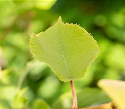 Actinidia chinensis 'Hayward'