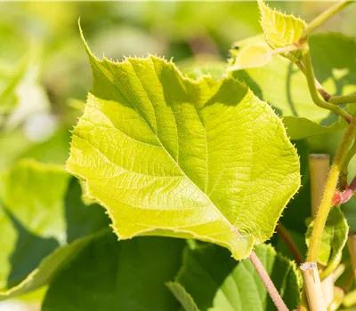 Actinidia chinensis 'Jenny'