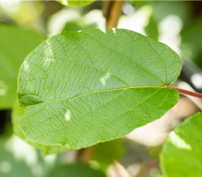 Actinidia chinensis 'Solissimo'®