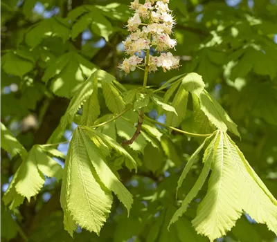 Aesculus hippocastanum