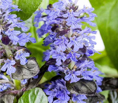 Ajuga reptans