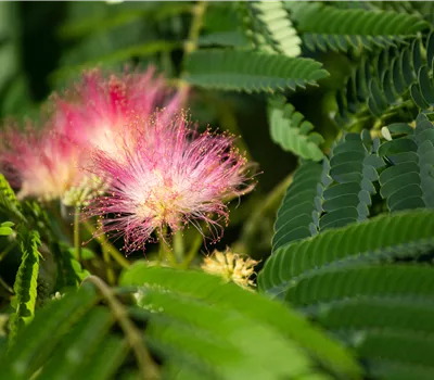 Albizia julibrissin