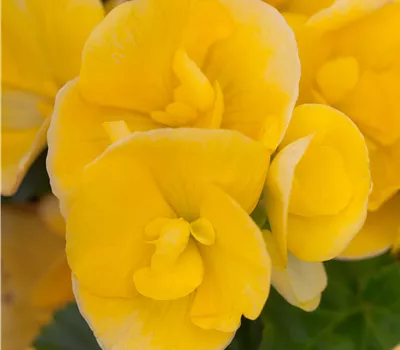 Begonia elatior