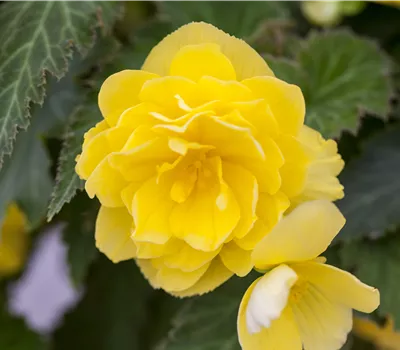 Begonia 'Non-Stop'®