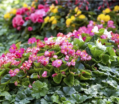 Begonia semperflorens