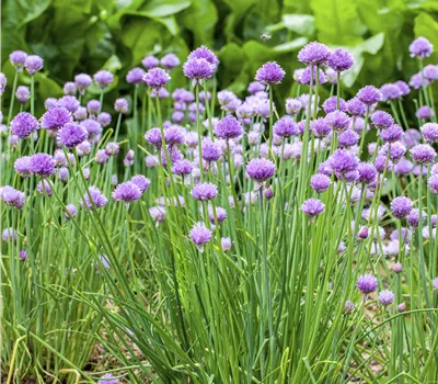 Allium schoenoprasum