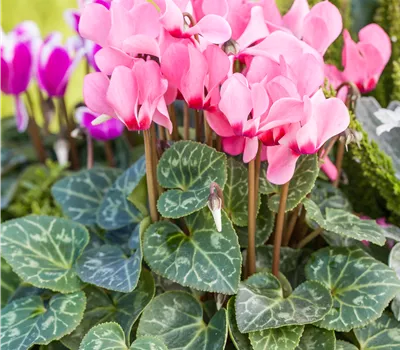 Cyclamen persicum 'Out-Land'