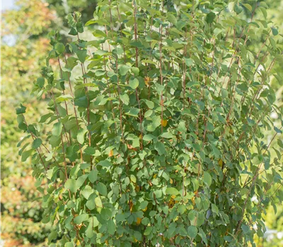 Amelanchier alnifolia 'Obelisk'®