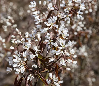 Amelanchier lamarckii 'Rainbow Pillar'®